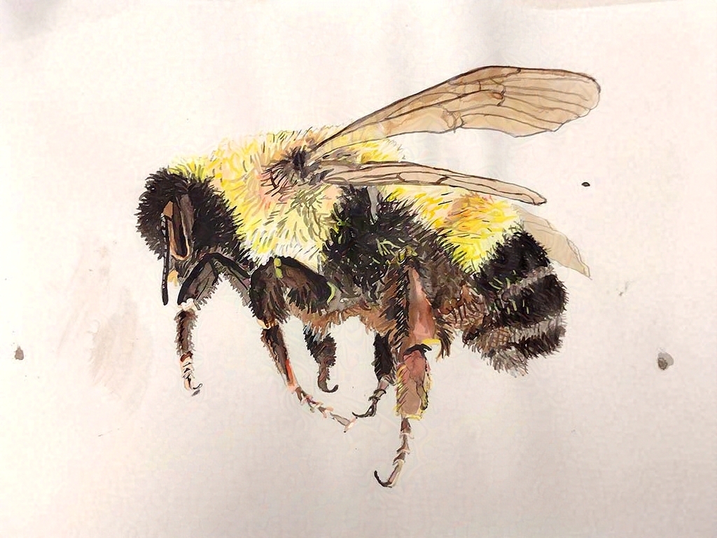 bee speciment